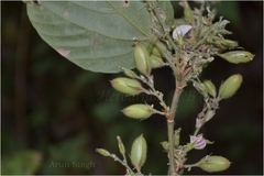 Flemingia paniculata